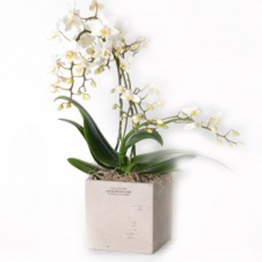 Elegant mini orchid plant