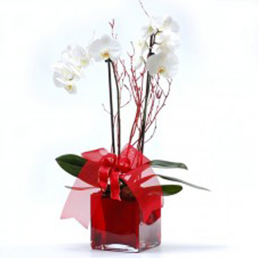 White orchids in glass planter